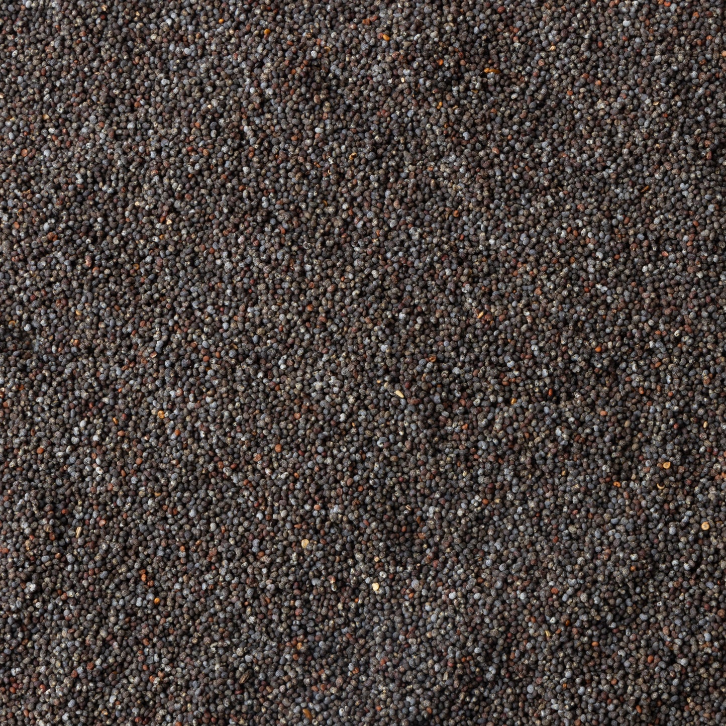 UK Blue Poppy Seeds