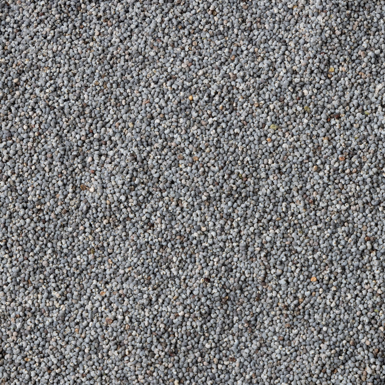 Australia Blue Poppy Seeds