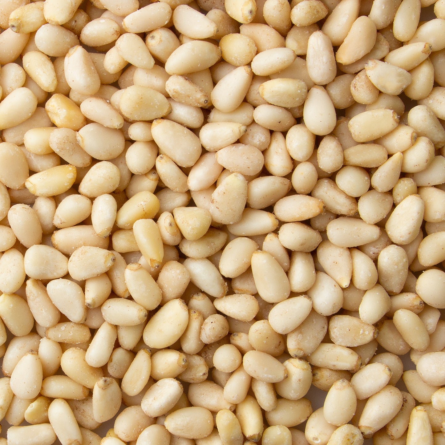 Pine Nuts (Pignolias)