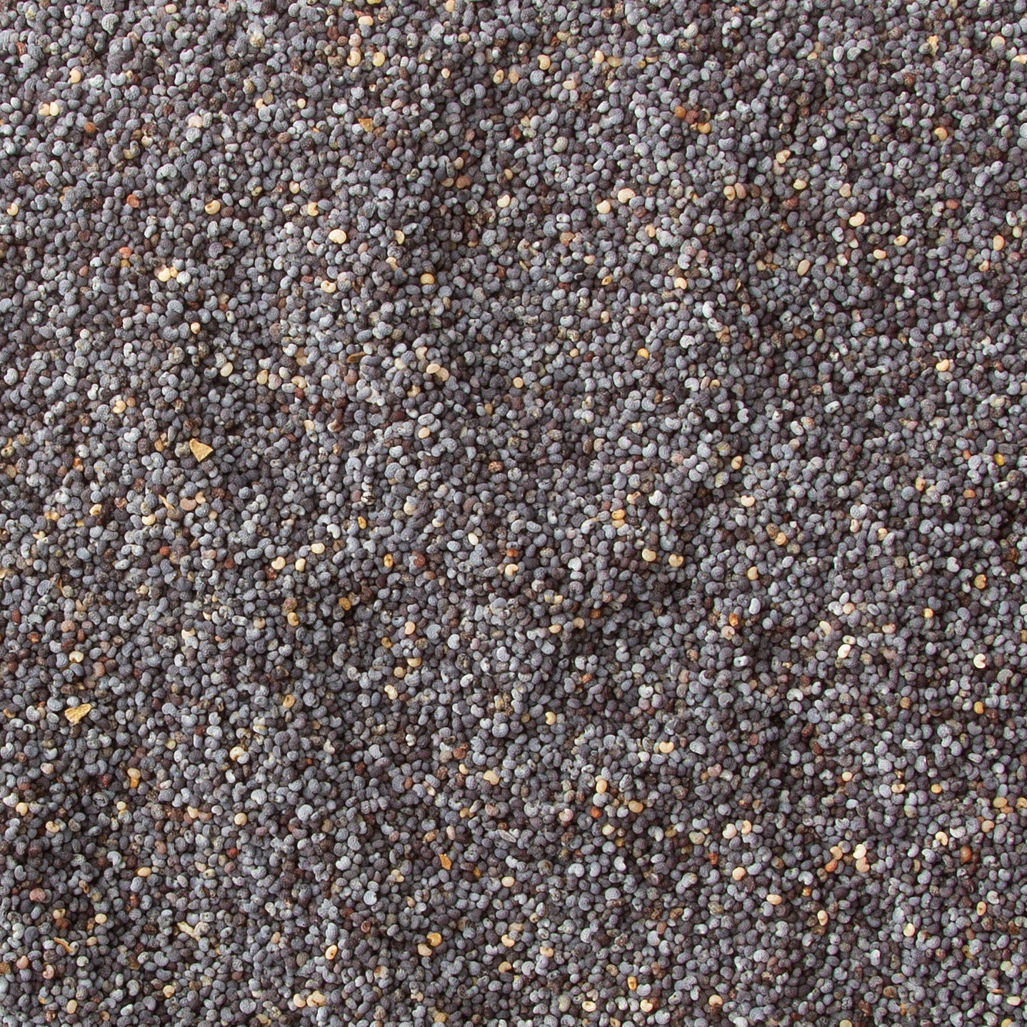 Close-up of poppy seeds with a textured background