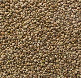 Toasted Hemp Seeds