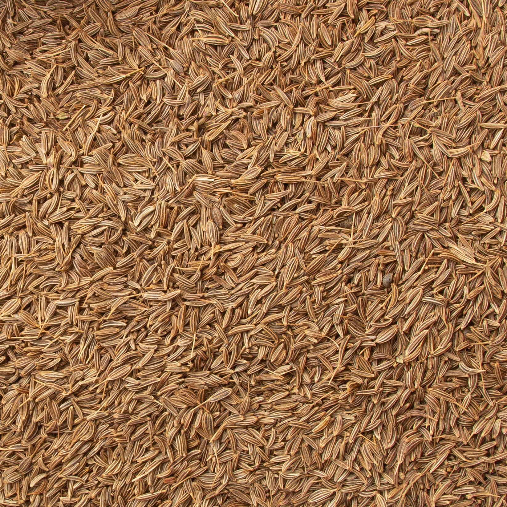 Caraway Seeds