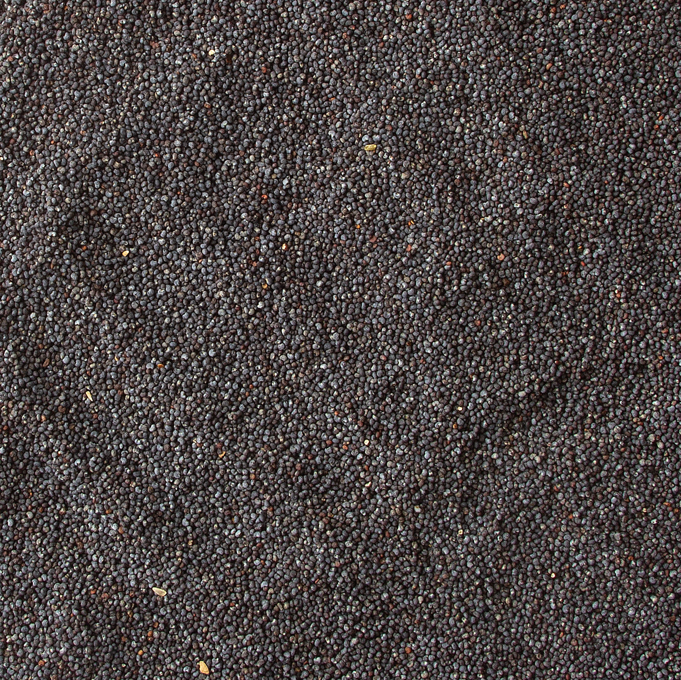 Bulk Poppy Seeds